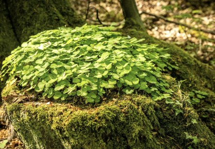 Natur pur, © Dominik Ketz