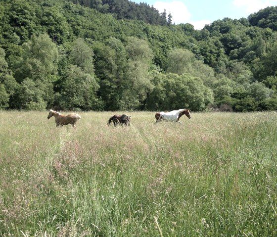 La ferme Wiese, © k.Graichen