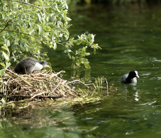 AhrSteig Nistplatz am Freilinger See, © Ahrtaltourismus e.V.