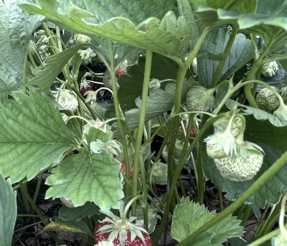 Erdbeeren im Hochbeet