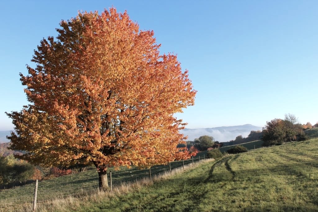 Baum im Herbstlaub Eifel und Ahrtal, © Walter Schmitz