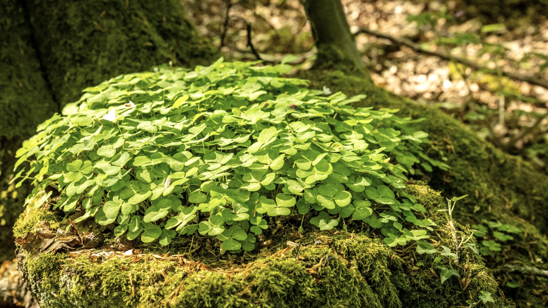 Glück im Laubwald auf den Spuren der Natur , © TI Hocheifel-Nürburgring, D.Ketz 