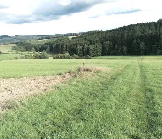 Wiesenpfad Köhlerweg, © Tourist-Information Hocheifel-Nürburgring