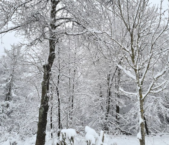 Winterlandschaft, © D. Scheffold