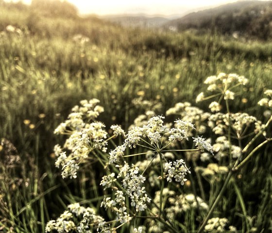 Natur, © Sebastian Schulte