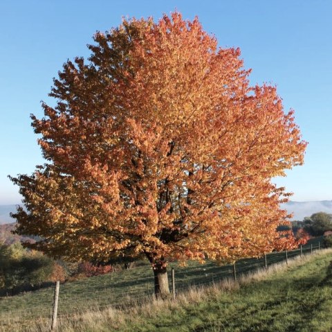 Baum im Herbstlaub Eifel und Ahrtal, © Walter Schmitz