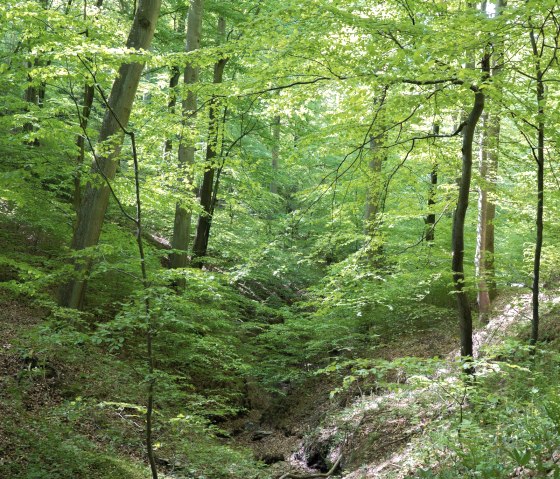 Dreisbachtal, © Tourist-Information Hocheifel-Nürburgring, Wohllebens Waldakademie