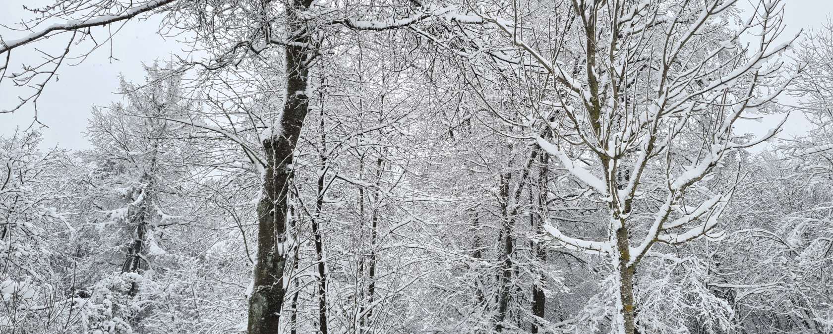 Winterwanderung mit Schneebedeckten Bäumen in der Hocheifel, © TI Hocheifel-Nürburgring