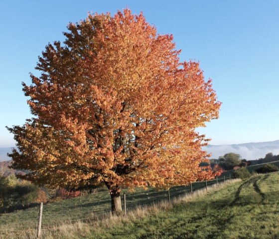 Baum im Herbstlaub Eifel und Ahrtal, © Walter Schmitz