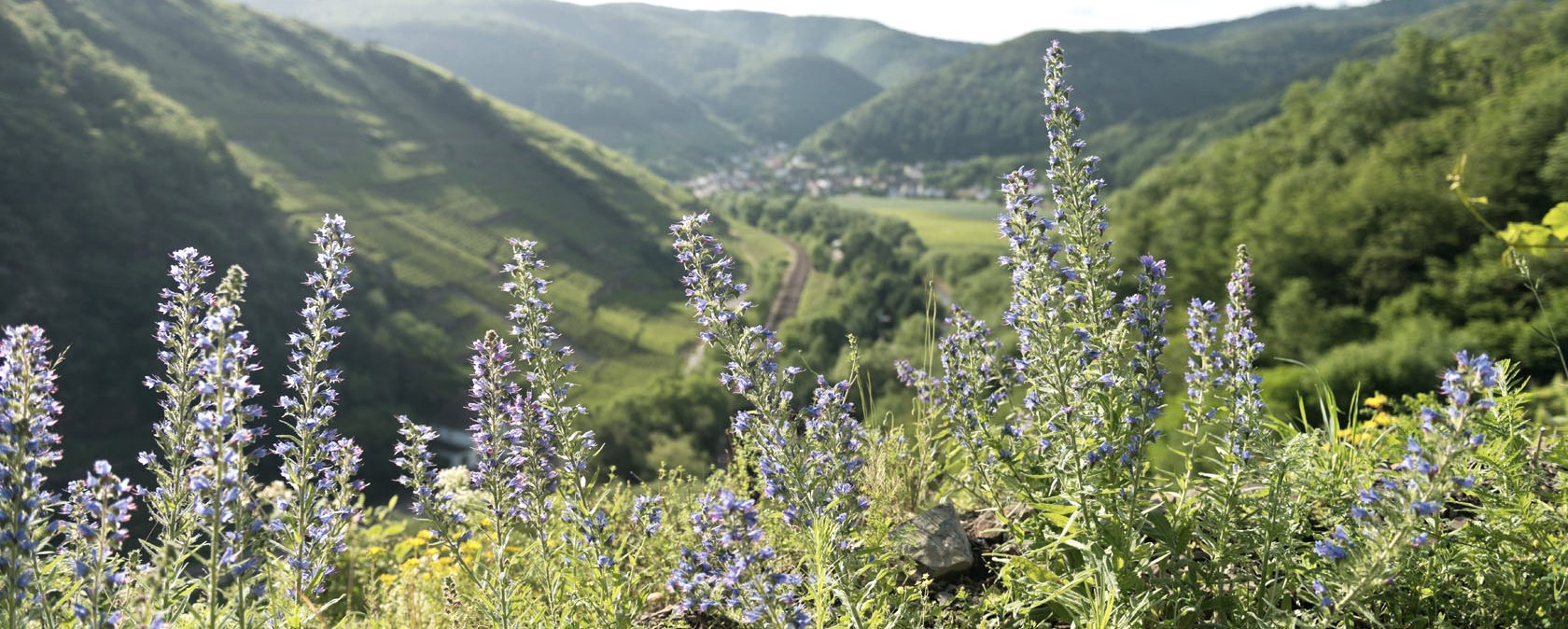 AhrSteig mit Blick-nach-Rech-Saffenburg, © Ahrtaltourismus e.V.