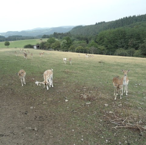 Wildgehege bei Winnerath, © Tourist-Information Hocheifel-Nürburgring, Gerd Spitzlay, Wanderfreunde Schuld e.V.