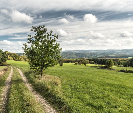 Wiesenweg auf dem AhrSteig, © AhrSteig Kooperation,D.Ketz