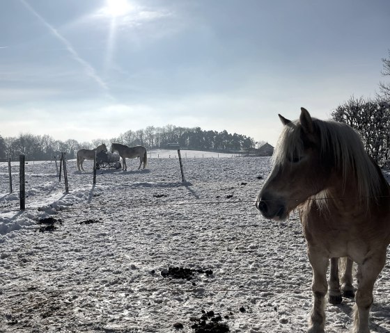 Winter bei Reifferscheid