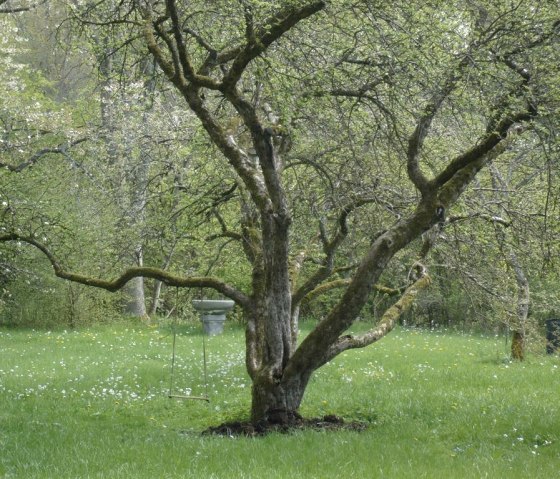 Arbre dans le jardin, © Graichen