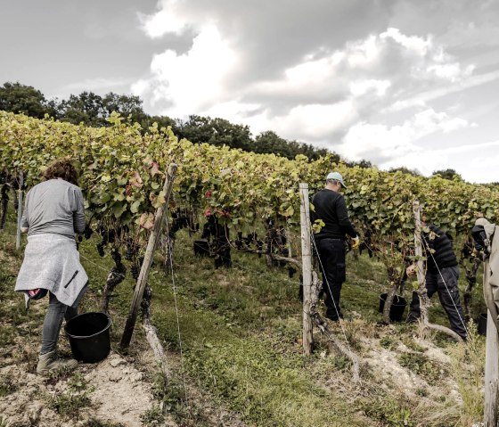 Herbst im Ahrtal, © 2021-Ahrwein-Burggarten-Weinlese@Max-Harrus-7037