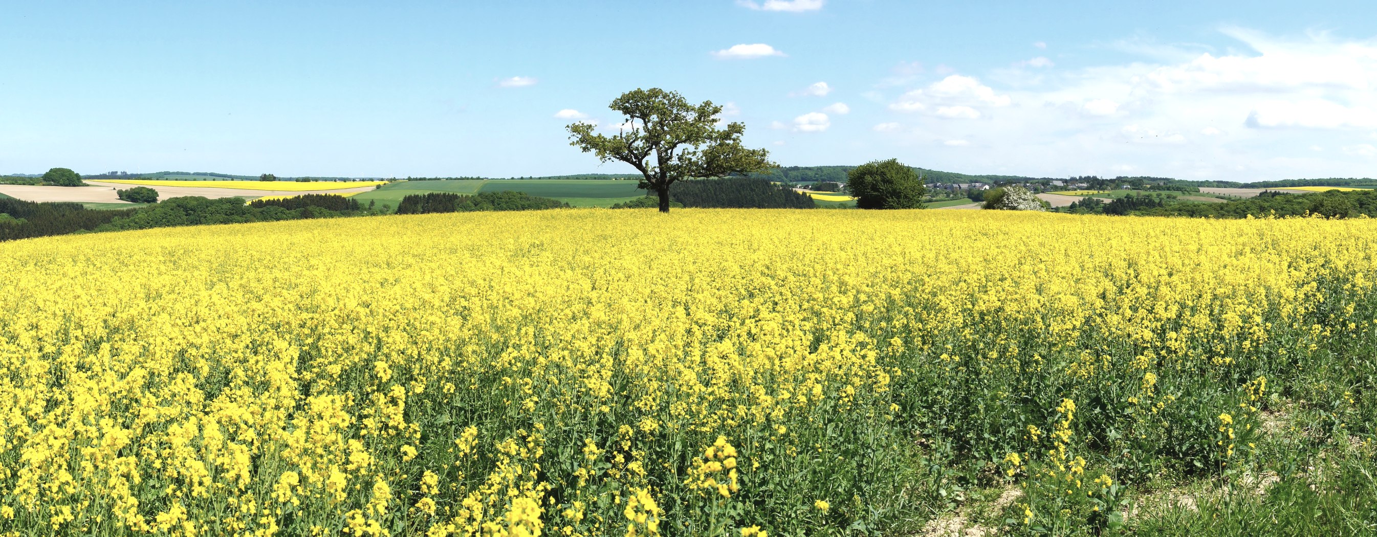 Rapsblüte in der Eifel, © Fotolia