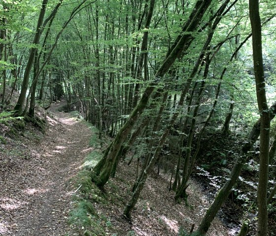 Waldweg