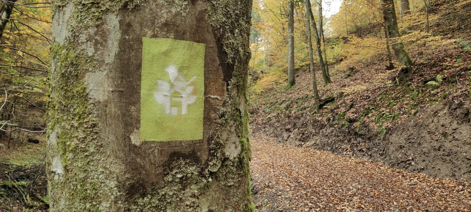 Sprühmarkierung auf dem Baum zum WaldretterTrail in Wershofen, © WohllebensWaldakademie