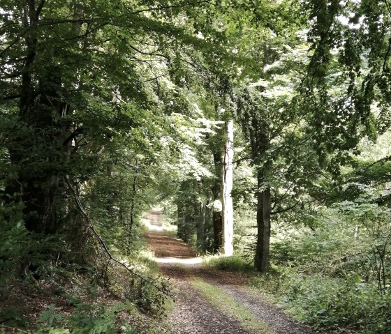 Buchenalle zwischen Antweiler und Eichenbach, © TI Hocheifel-Nürburgring©D.Schmitz