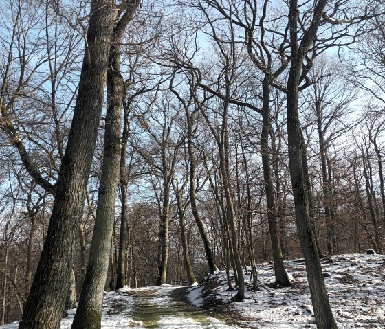 Natur Winter Ferienwohnung Eifelzeiten, © Ferienwohnung Eifelzeiten,Gossen