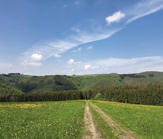 Wandern in den Weinbergen bei Mayschoss, © Pannhausen