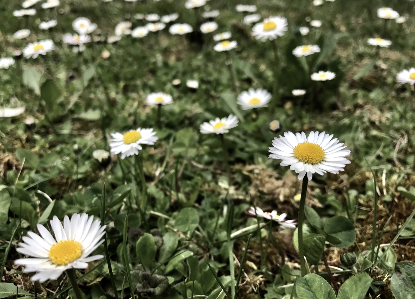 Sommerwiese, © TI Hocheifel-Nürburgring, Sebastian Schulte