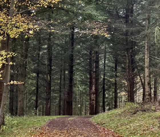 Herbstwald Antweiler