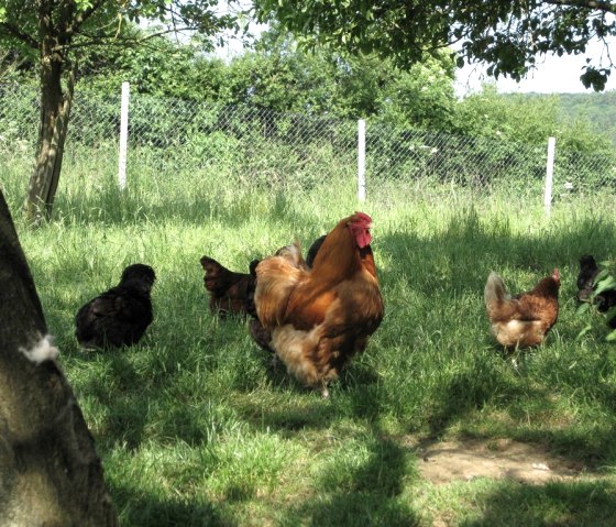 Poules, © A. Bell