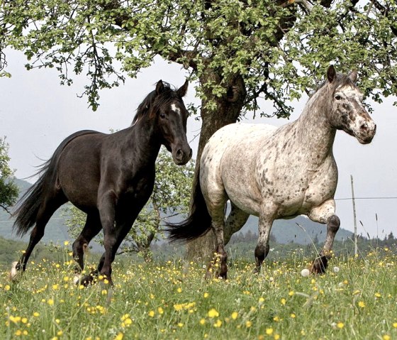 Impressions pension pour chevaux Villa Kunterbunt, © A.Zimmermann