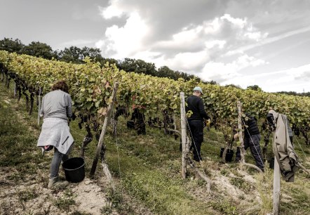 Herbst im Ahrtal, © 2021-Ahrwein-Burggarten-Weinlese@Max-Harrus-7037