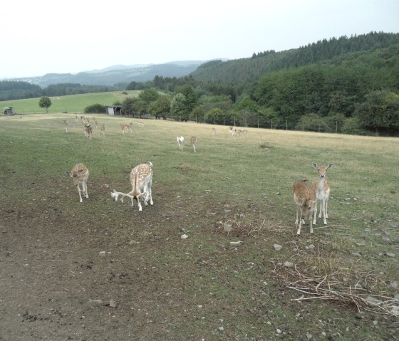 Wildgehege bei Winnerath, © Tourist-Information Hocheifel-Nürburgring, Gerd Spitzlay, Wanderfreunde Schuld e.V.