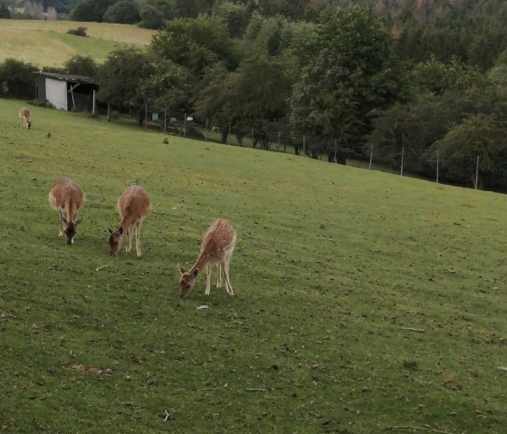 Wildgehege bei Winnerath 2, © Tourist-Information Hocheifel-Nürburgring, DannySchmitz