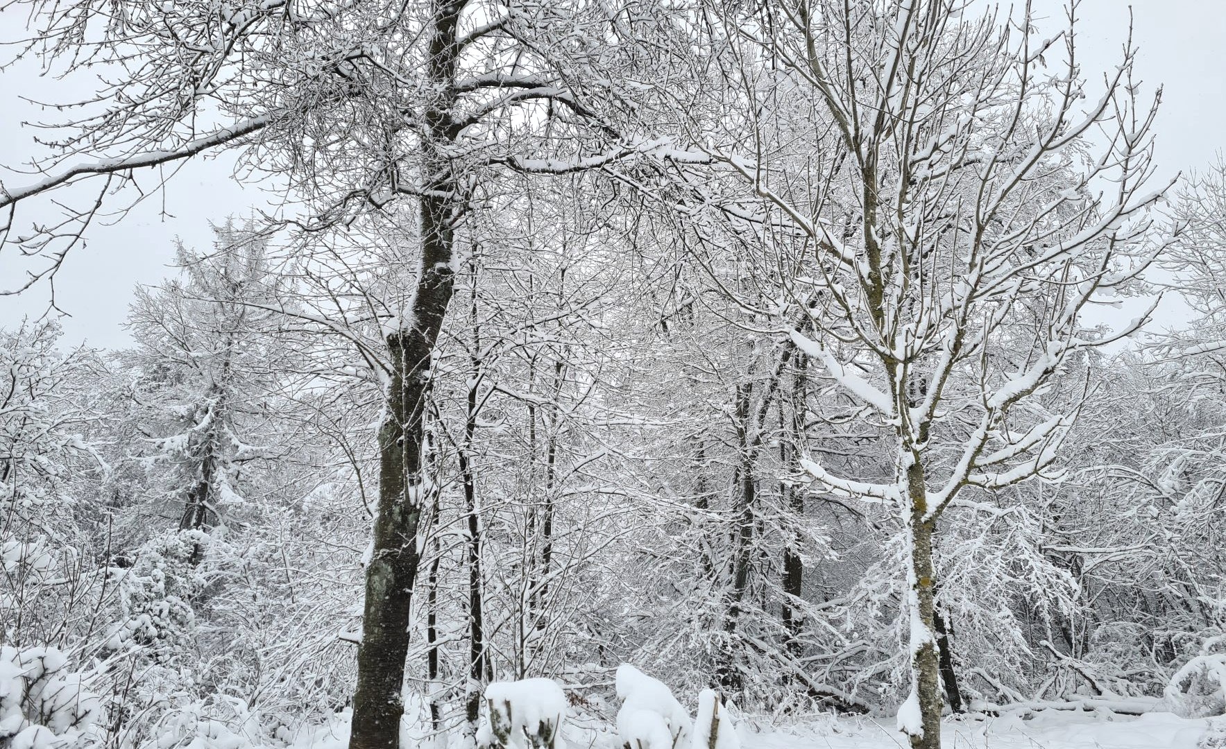 Bäume mit Schnee und Reif bedeckt im Winter