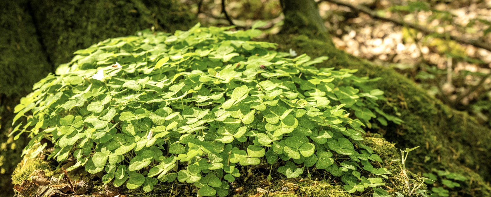 Glück im Laubwald auf den Spuren der Natur , © TI Hocheifel-Nürburgring, D.Ketz 