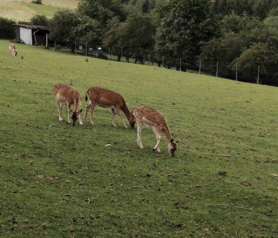 Wildgehege bei Winnerath1, © Tourist-Information Hocheifel-Nürburgring, DannySchmitz