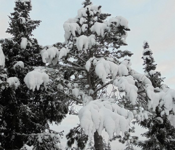 Winterstimmung, © Rita Kaiser