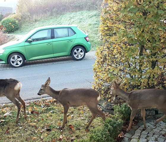 20211028_084641, © Schäfer|Ferienwohnung EIFELWILD|Adenau