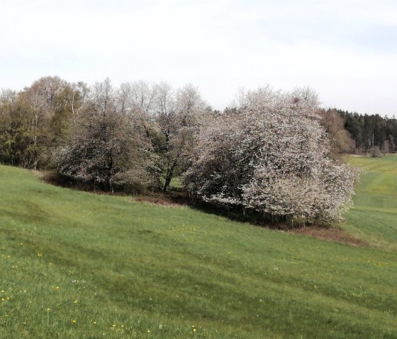 Natur pur, © Tourist-Information Hocheifel-Nürburgring