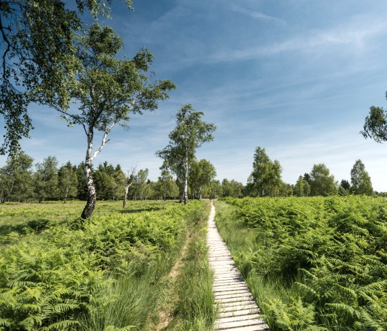 Steg in der Struffelt Heide am Eifelsteig, © Eifel Tourismus GmbH, D. Ketz