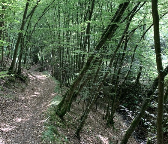 Verwunschener Pfad Dreisbachtal, © Tourist-Information Hocheifel-Nürburgring, Daniela Schmitz