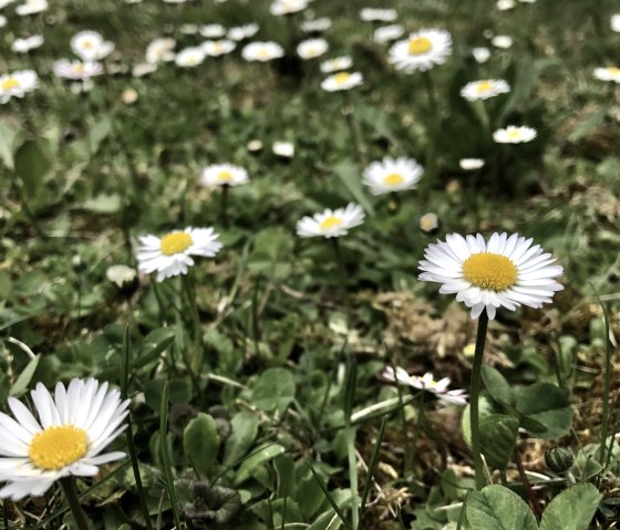 Sommerwiese, © TI Hocheifel-Nürburgring, Sebastian Schulte