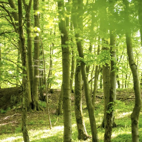 Die Waldfarben im leuchtendem Grün , © TI Hocheifel-Nürburgring, D.Ketz 