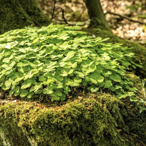 Natur pur, © Dominik Ketz