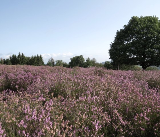 Wacholderheide, © Wacholderheide_Langscheid © Svenja Schulze-Entrup