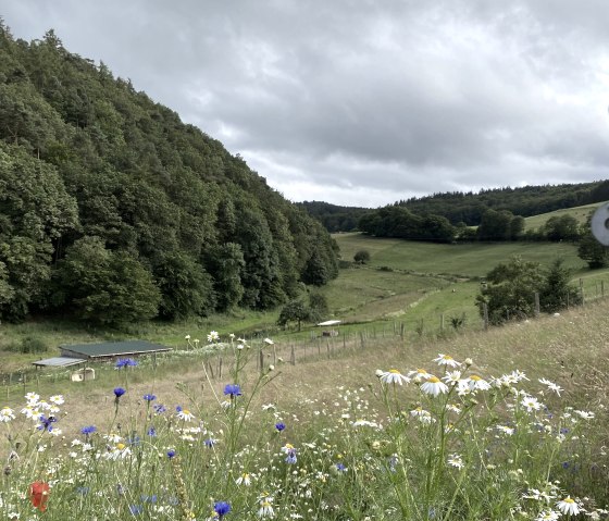 Blick von Kaltenborn zur Hohen Acht