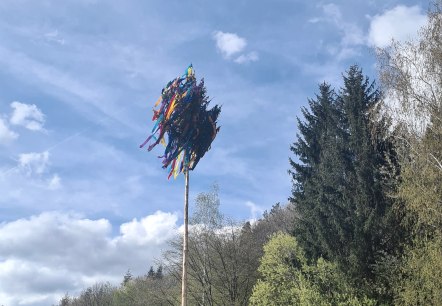 Maibaum in der Hocheifel, © Daniela Scheffold