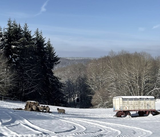 Schneewanderung bei Reifferscheid