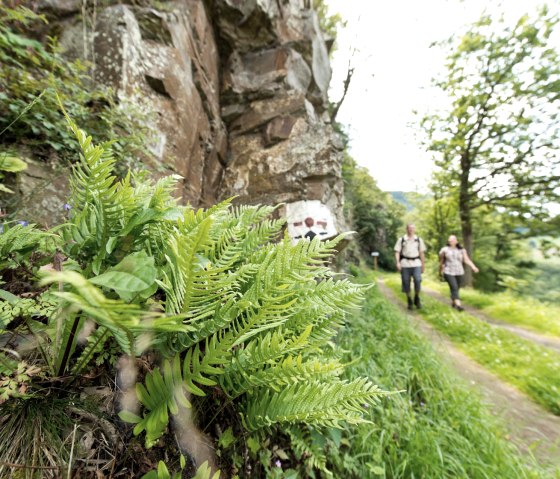 AhrSteig bei Schuld, © Ahrtaltourismus_AhrSteig,D.Ketz