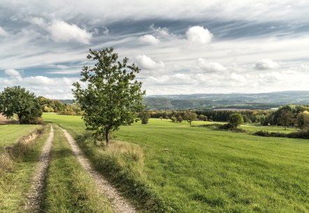 Aufstieg Feldweg zum Aremberg, © TI Hocheifel-Nürburgring©D.Ketz