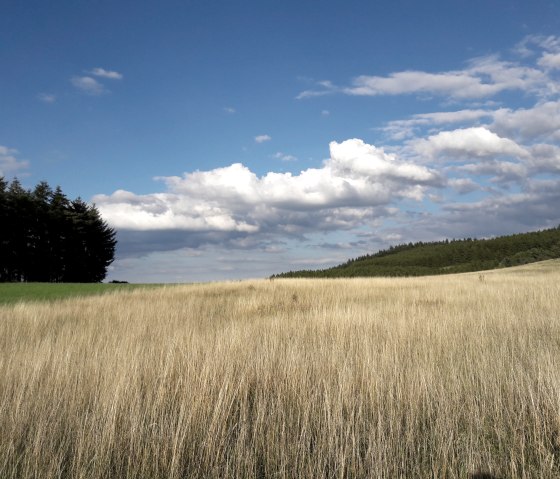 Weizenfeld in der Hocheifel, © Monika Hertel